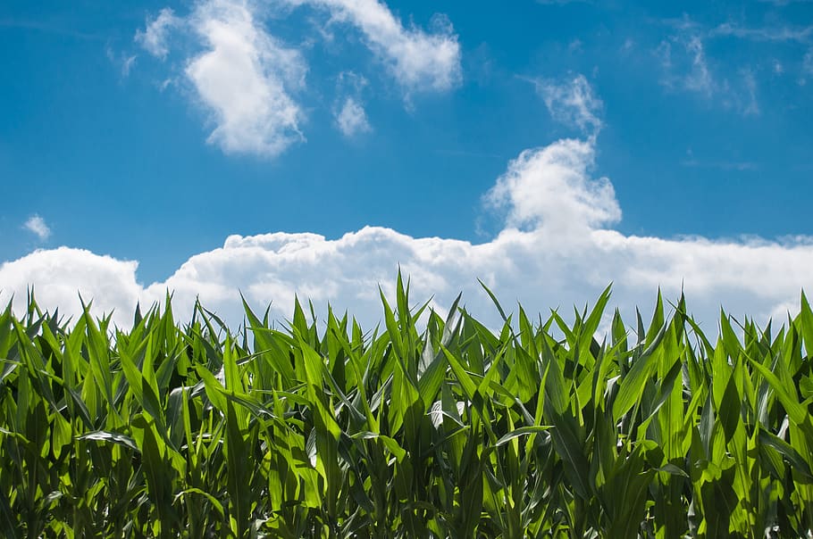 corn field, blue sky, countryside, summer, rural, farm, nature
